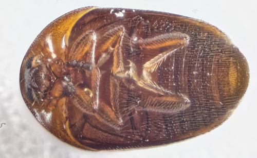 Réf. 282 153 : Sericoderus sp.